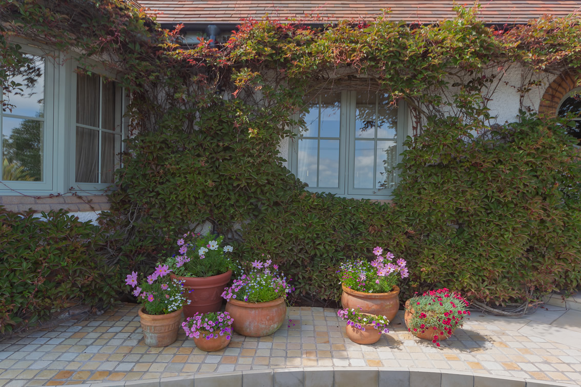 Cottage Garden Plants